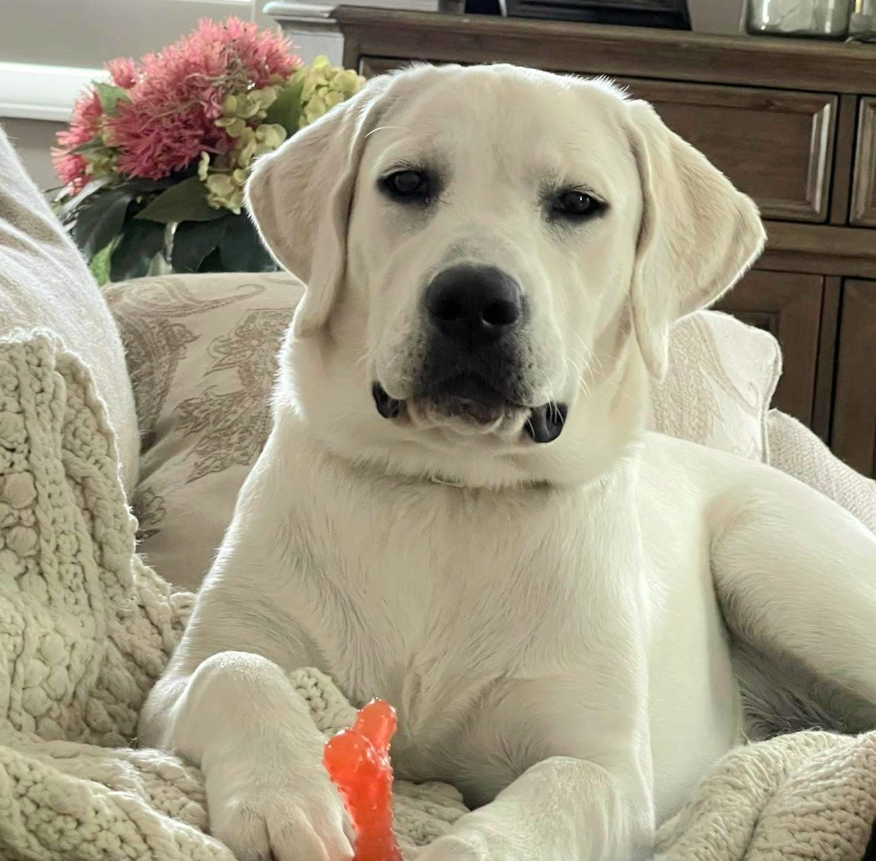 Ambassasor Labradors received_1347428485786271