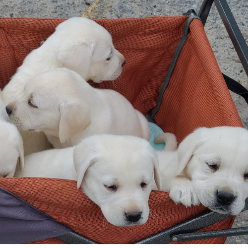 Available Puppies