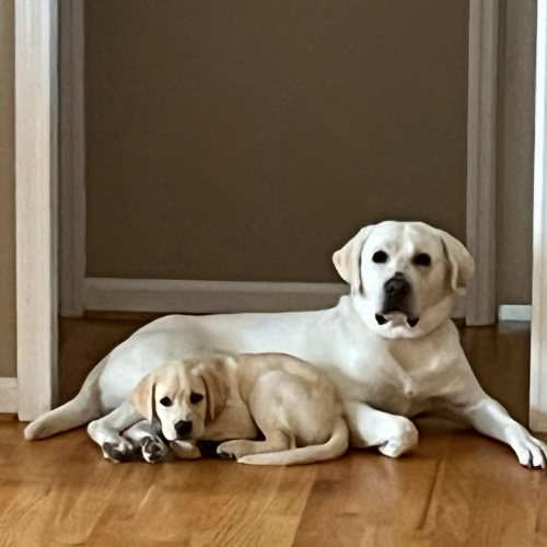 Labradors