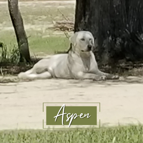 White English Labrador Breeders Camden SC