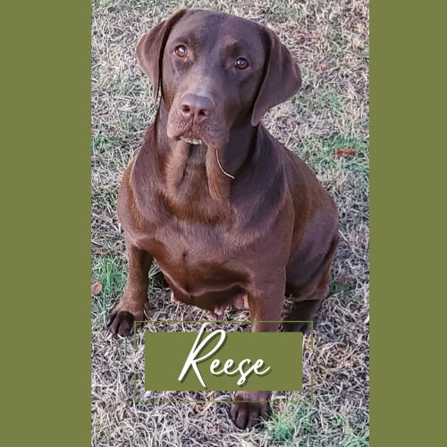 Reese