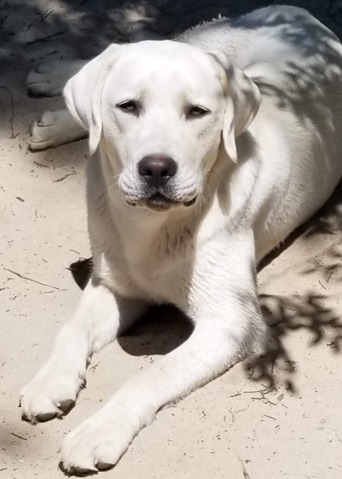 Sire Doc