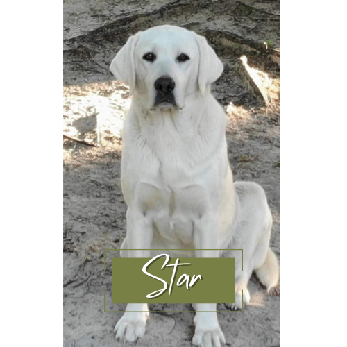 Star