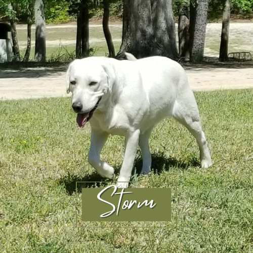 Storm
