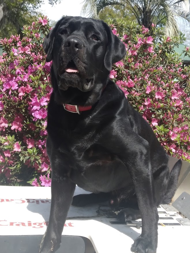 rosco