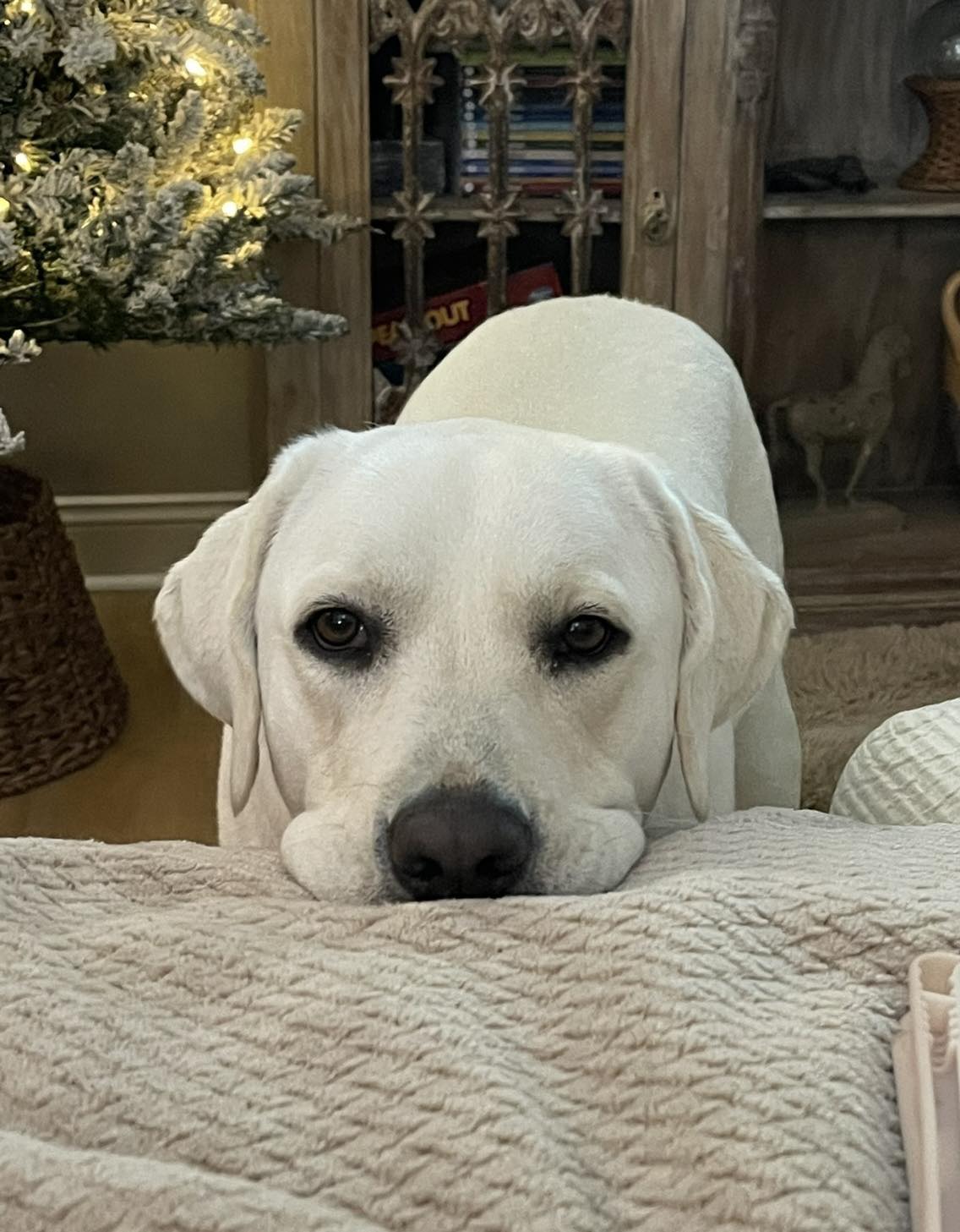 Harper Lulu