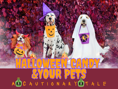 Halloween & Pets