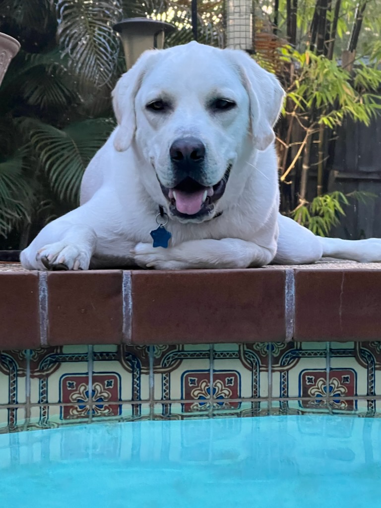 White Coat English Labrador Puppies
