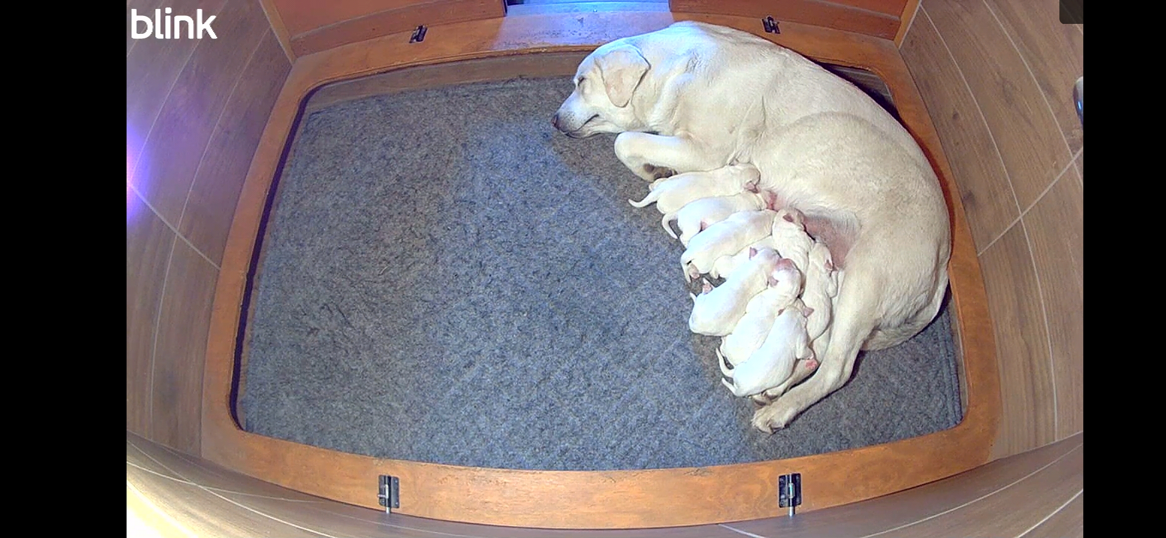 Ambassador Labradors New Litter Doc and Storm March 2025