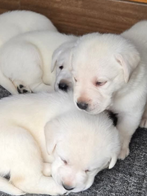 White English Labrador Puppies Available Camden SC