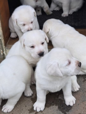 White English Labrador Puppies Available Camden SC