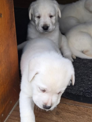 White English Labrador Puppies Available Camden SC