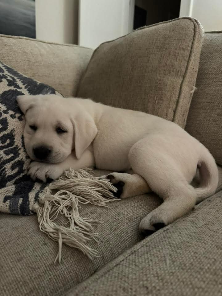 White English Labrador Puppies Available Camden SC