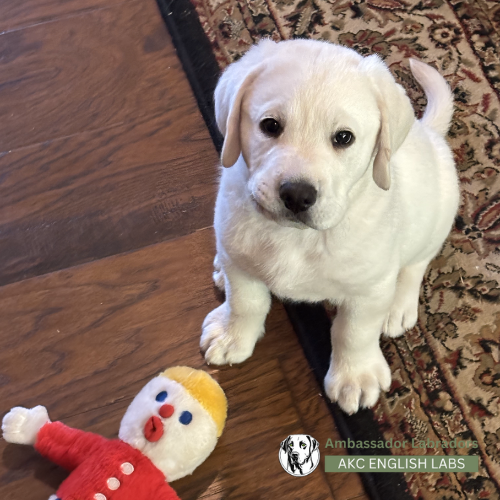 Ambassador Labradors 2025 Puppy