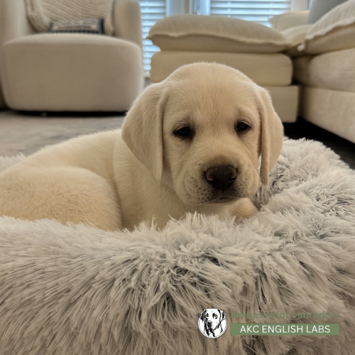 Ambassador Labradors 2025 Puppy