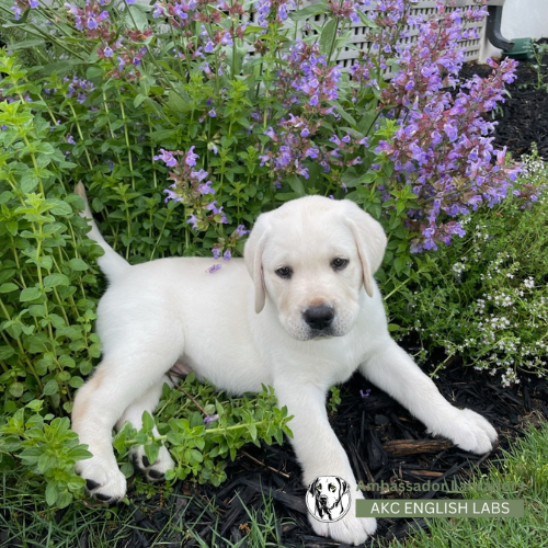 Ambassador Labradors 2025 Puppy