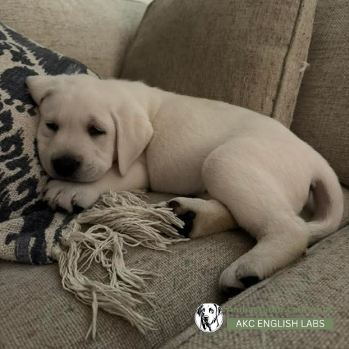 Ambassador Labradors 2025 Puppy