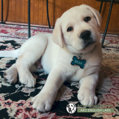 Ambassador Labradors 2025 Puppy