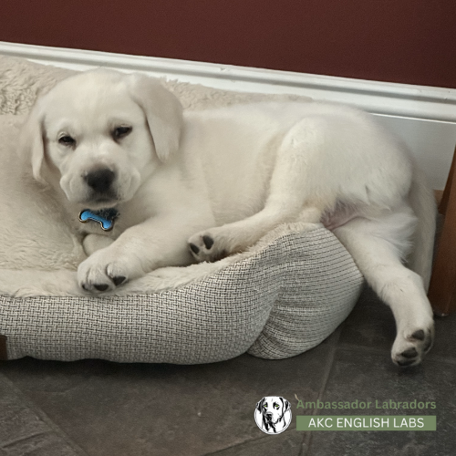 Ambassador Labradors 2025 Puppy