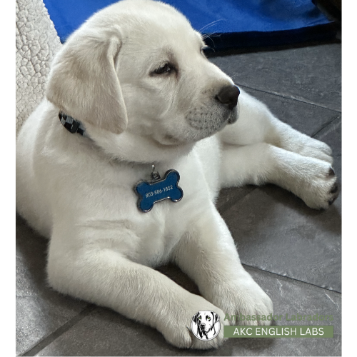 Ambassador Labradors 2025 Puppy
