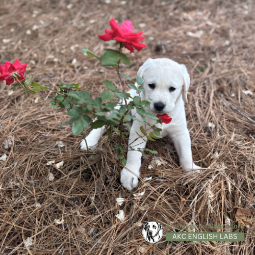 Ambassador Labradors 2025 Puppy