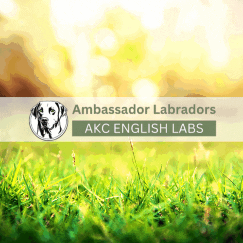 Animated Ambassador Labradors 2025 Puppy