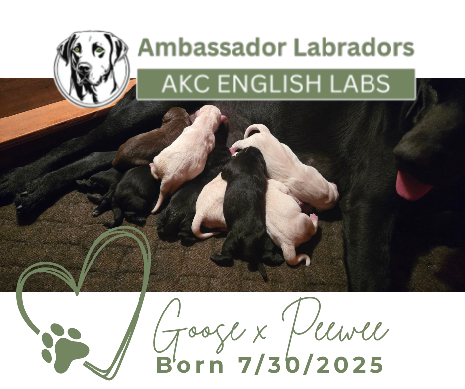 Ambassador Labradors 2025 Puppy